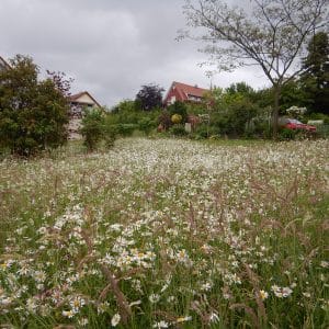 Blumenwiese im Pöllauer Hausgarten ©Stefan Weiss